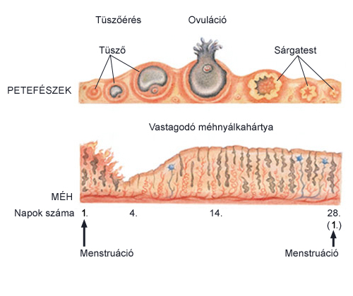 petesejtek az erekció során férfi erő az erekció fokozására