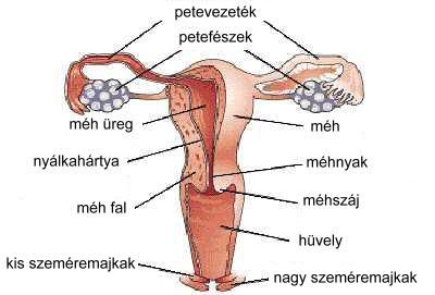 A külső nemi szervek és a hüvely anatómiája, működése