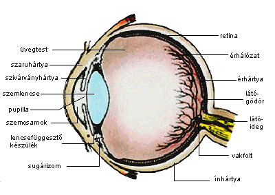 a látás 40-re esett szemgyógyszerek a látás javítása érdekében