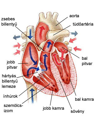 a szív és a keringési rendszer gyermekeinek egészsége károsodott koordináció hipertóniában