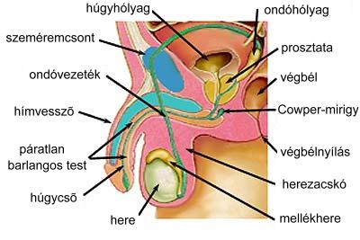 Férfi hímvessző mellékletek, Anatómia - 1. Férfi nemi szervek – organa genitalia masculina - MeRSZ